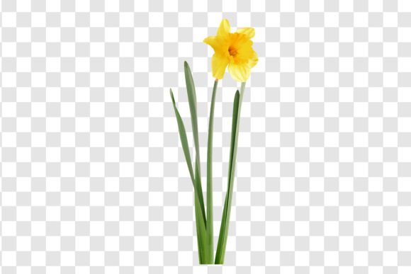 Download #3888 Daffodil Flower Isolated - Daffodil Collection