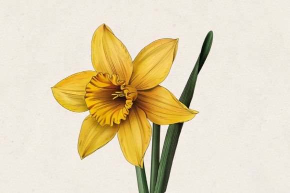 Download Yellow Daffodil Flower PNG - Daffodil Collection