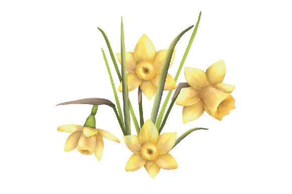 Download Bouquet of Yellow Daffodil Flowers, Watercolor - Daffodil Collection
