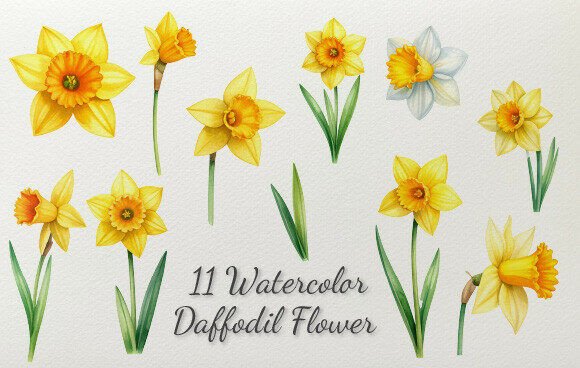 Download 11 Watercolor Daffodil Flower - Daffodil Collection