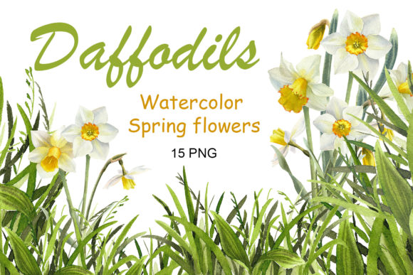 Download Watercolor Daffodil Flower Clipart - Daffodil Collection