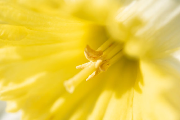 Download Close Up of a Yellow Daffodil Flower JPG - Daffodil Collection