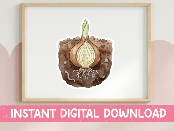 Download Daffodil Bulb Growing Underground - Daffodil Collection